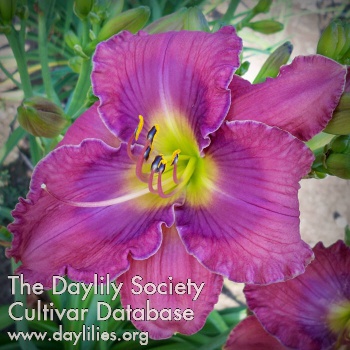 Daylily Forty Fourth Parallel